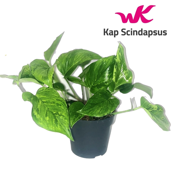 <h4>Scindapsus (Epipremnum) Marble Green</h4>