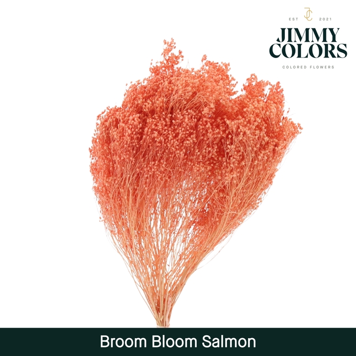 Broom bloom Salmon