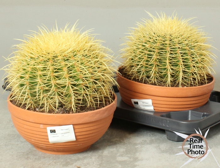 <h4>CACTUS OV</h4>