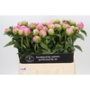 Paeonia Jacorma