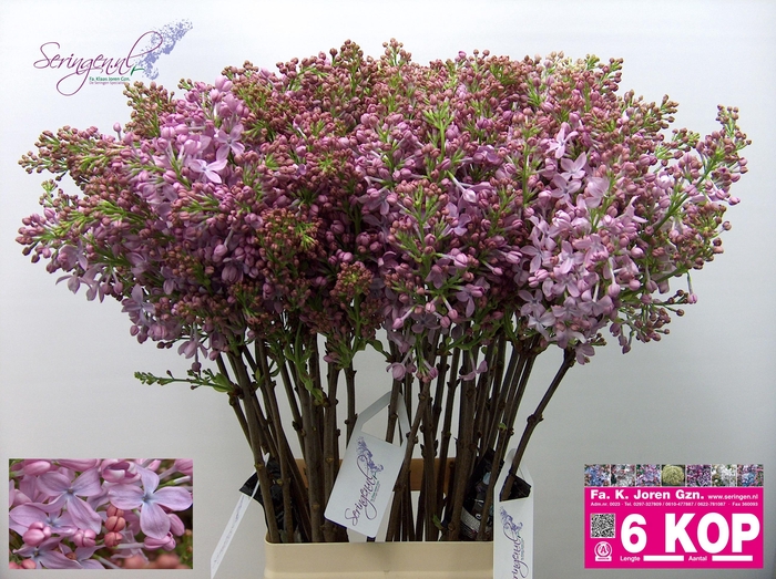 <h4>SYR V MARECHAL FOCH</h4>