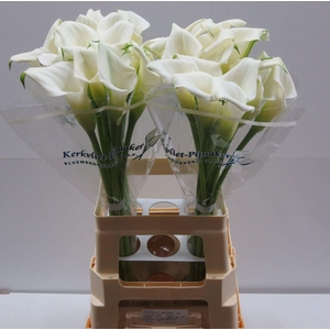 Zantedeschia crystal blush