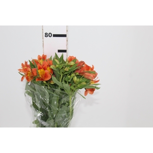 ALSTROEMERIA ORANGE QUEEN 080 CM