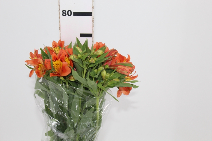 <h4>ALSTROEMERIA ORANGE QUEEN 080 CM</h4>