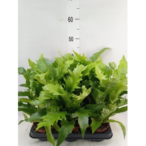 Asplenium antiquum 'Gioia'