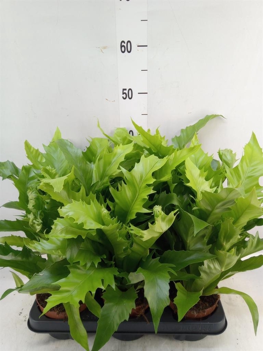 <h4>Asplenium antiquum 'Gioia'</h4>