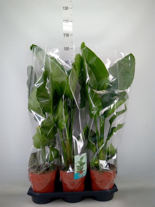 <h4>Strelitzia nicolai</h4>