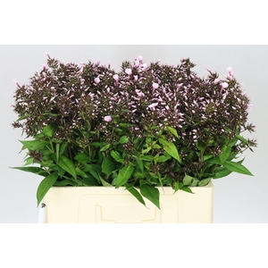 Phlox P Bright Eyes