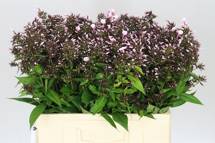 <h4>Phlox P Bright Eyes</h4>