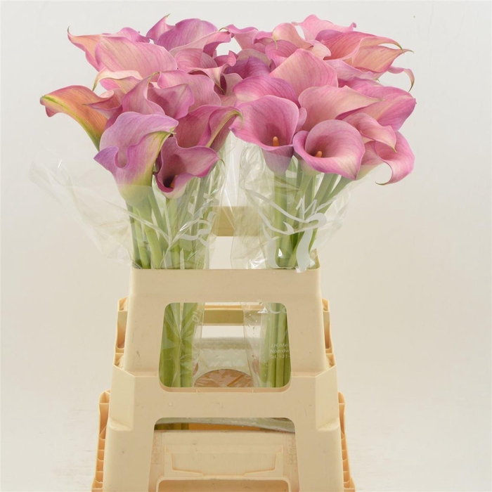 <h4>CALLA  'CAPTAIN ROMANCE'</h4>