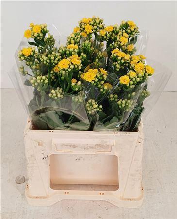 <h4>KAL BLAZI YEL MEADOW</h4>