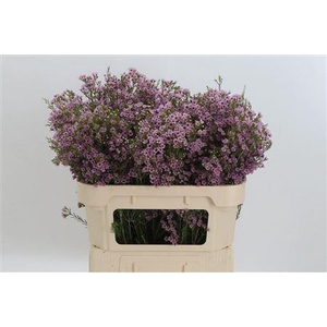 Chamelauc Wendy Rose