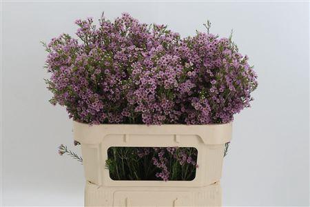 <h4>Chamelauc Wendy Rose</h4>