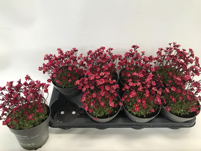 <h4>SAXIF AR TOUR SCARL</h4>