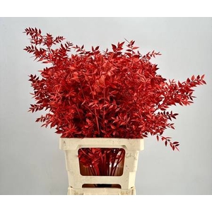 Dried Bleached Ruscus Red