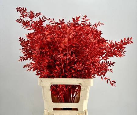 <h4>Dried Bleached Ruscus Red</h4>