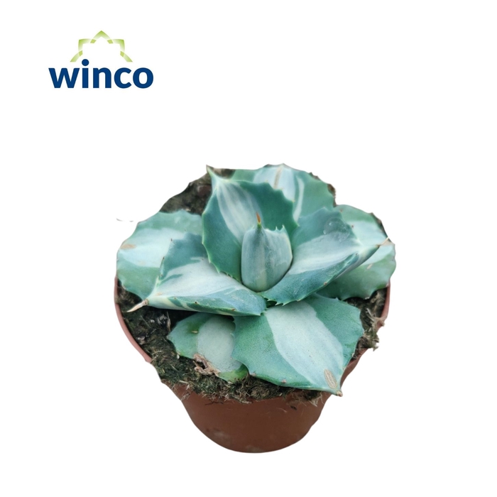 <h4>Agave Potatorum Ouhi-Raijin Variegata</h4>