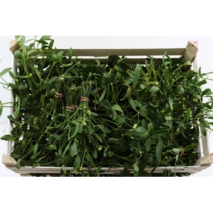 Mistletoe P Bos