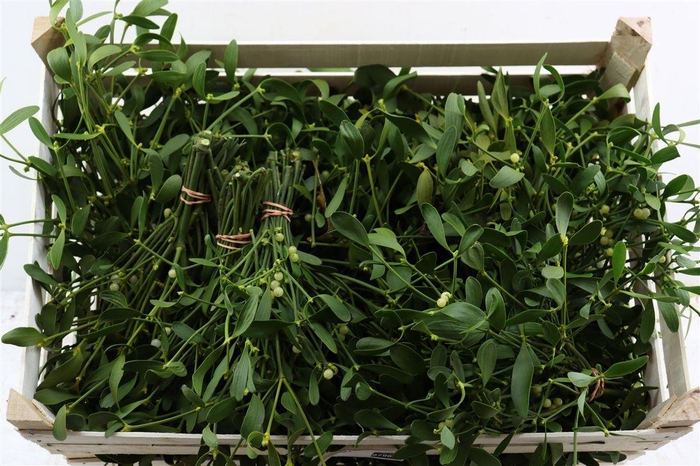 <h4>Mistletoe P Bos</h4>