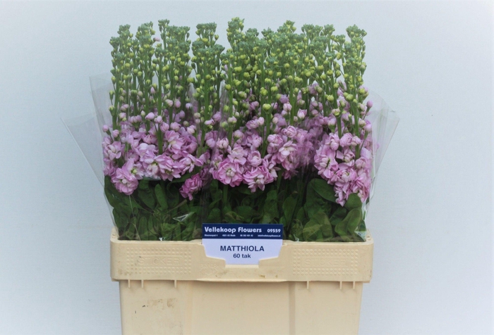 <h4>MATTH MATHILDA PINK</h4>