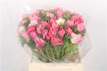 <h4>Anem Mistral Shocking Super</h4>