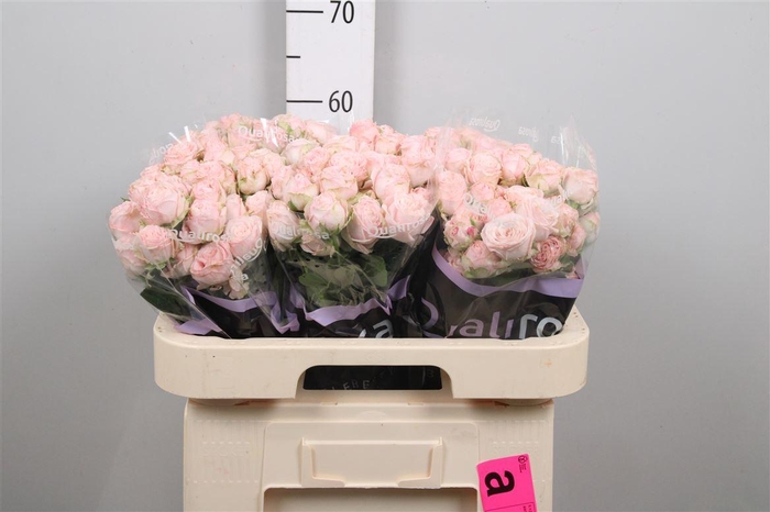 <h4>R Tr Bombastic</h4>