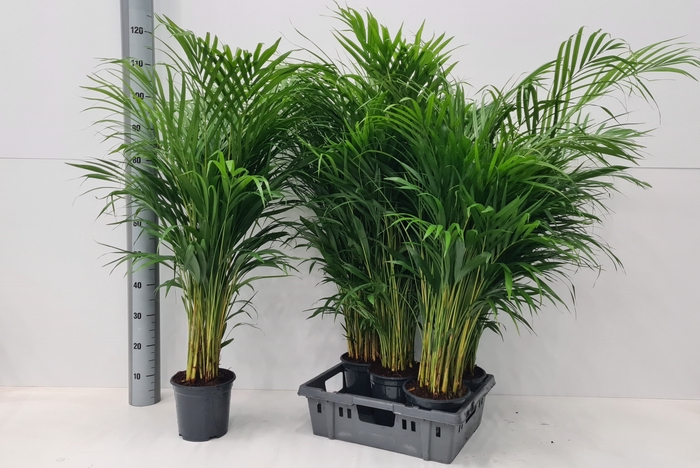 <h4>DYPSIS LUTESCENS</h4>