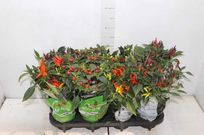 <h4>PIMENTA P14</h4>