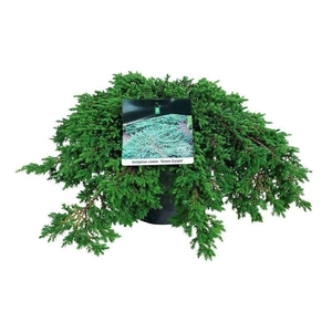 Juniperus comm. 'Green Carpet'