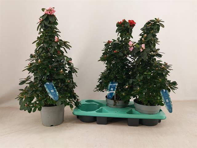 <h4>RHODO SI VOGEL GEM</h4>