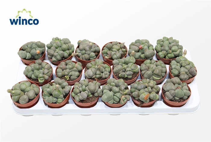 <h4>Pleiospilos Nelii (group)</h4>