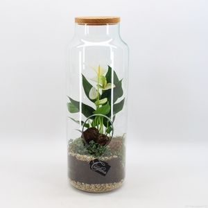 ANCR-2313 Anthurium creatie terrarium