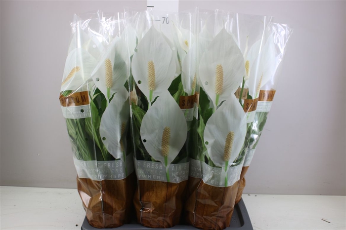 <h4>Spathiphyllum Sweet Chico</h4>