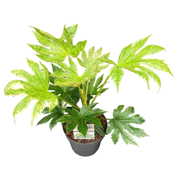 <h4>Fatsia jap. 'Spiderweb' sense</h4>