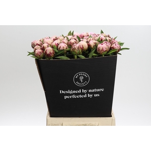 Paeonia Marguerite Gerard