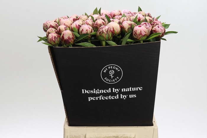 Paeonia Marguerite Gerard