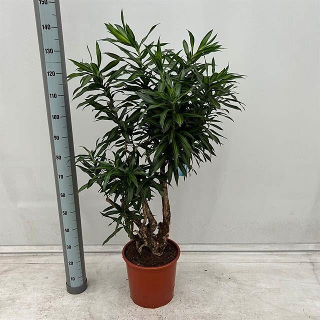 <h4>Dracaena refl. 'Song of Jamaica'</h4>