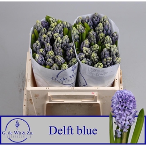 HYAC DELFT BLUE