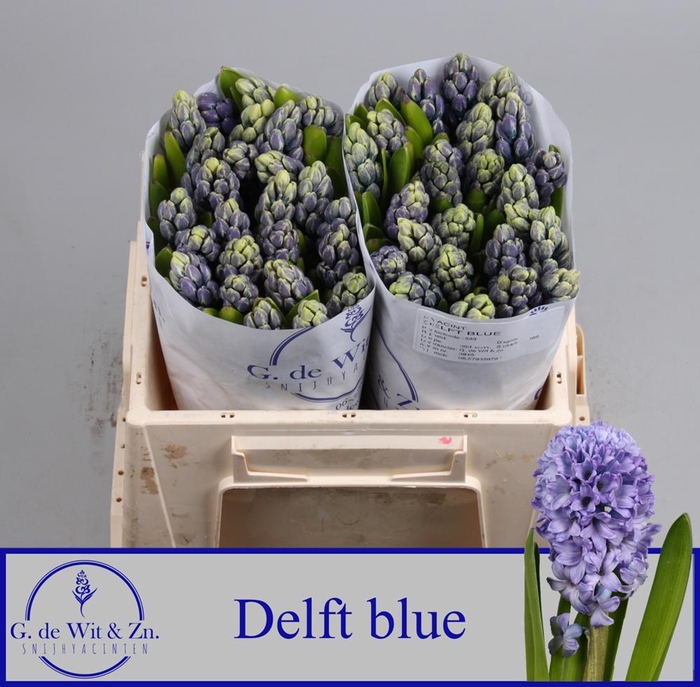 <h4>HYAC DELFT BLUE</h4>