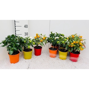 Citrus Mix-Tray 2+ Var mini-stem