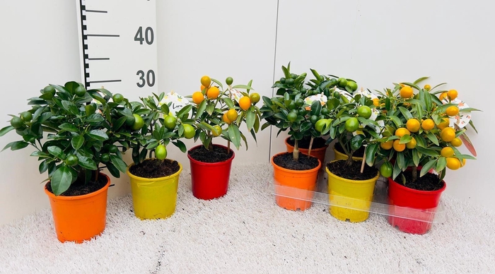 <h4>Citrus Mix-Tray 2+ Var mini-stem</h4>