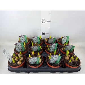 Ornithogalum balansae