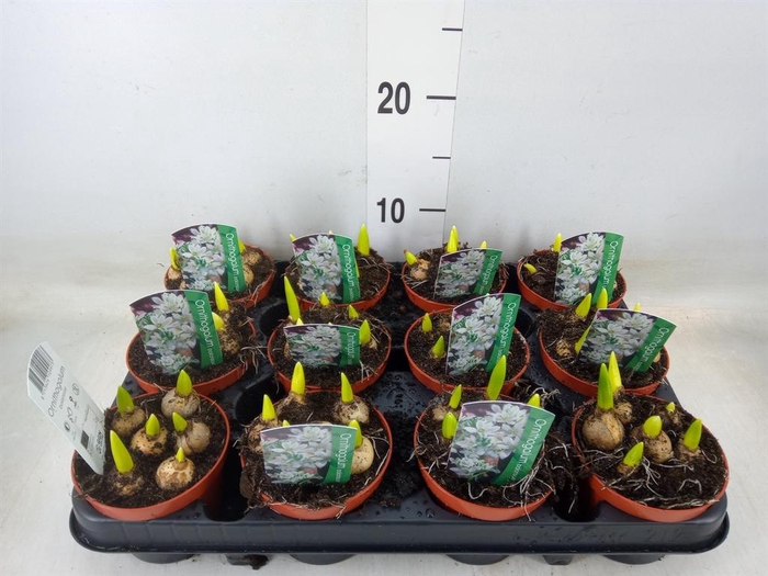 <h4>Ornithogalum balansae</h4>