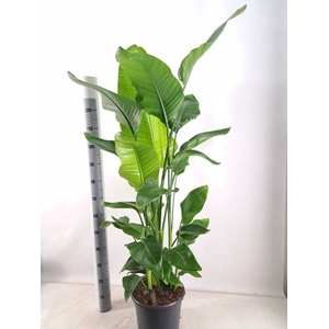 STRELITZIA NICOLAI