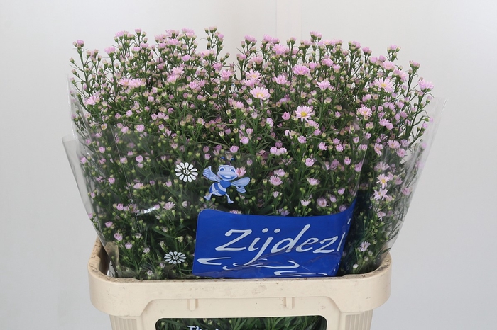 Aster Claudia