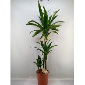 Dracaena frag. 'Janet Craig'