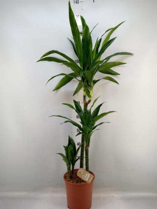 <h4>Dracaena frag. 'Janet Craig'</h4>
