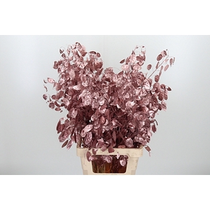 LUNARIA ROSE GOUD