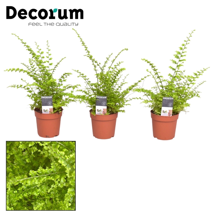 <h4>Nephrolepis Green Fantasy 7 cm (Decorum)</h4>