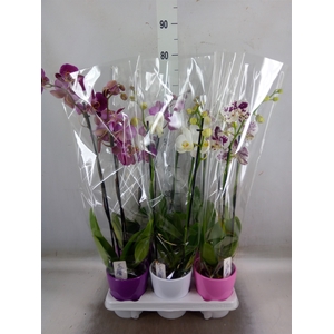 Phalaenopsis   ...mix